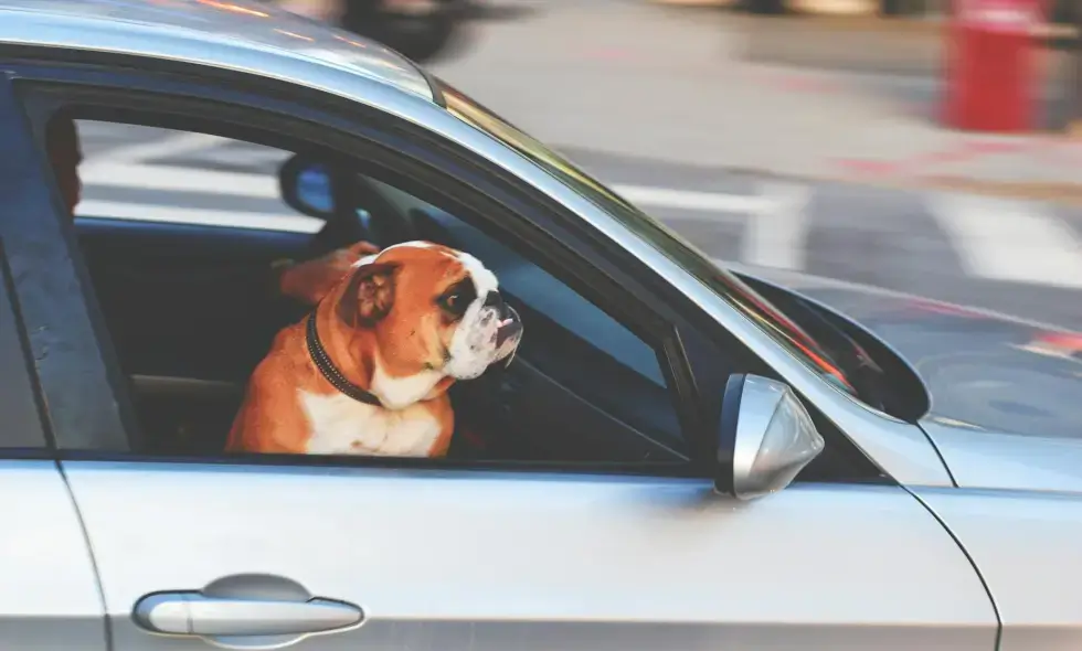 **Zakup winiety na autostrady słoweńskie online**