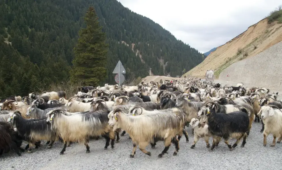 Rozpoczyna się budowa autostrady Sibiu-Făgăraș.